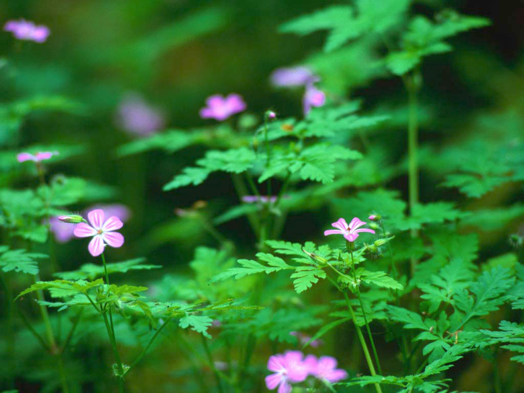 Forest Flowers.jpg